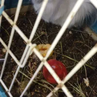 همیستر کامبد|موش و خرگوش|ارومیه, |دیوار