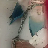 طوطی برزیلی خاص