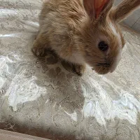 خرگوش|موش و خرگوش|زاهدان, |دیوار