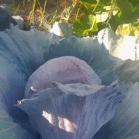 فروش کلم پیچ سفید و قرمز