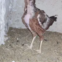 مرغ لاری