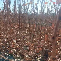 نهالستان پسته|خدمات باغبانی و درختکاری|حنا, |دیوار