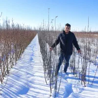 پیوندی وبذری|گل و گیاه طبیعی|سنندج, |دیوار