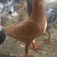 زرد کرمانی|پرنده|اندیمشک, |دیوار