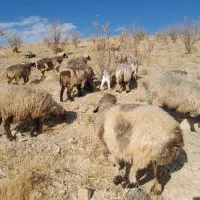 میش داشتی|حیوانات مزرعه|ارژن, |دیوار