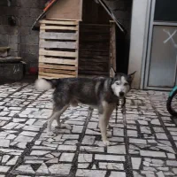 سگ هاسکی نر|سگ|فومن, |دیوار