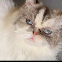گربه پرشین ماده بالغ