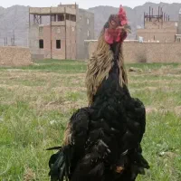 خروس لاری