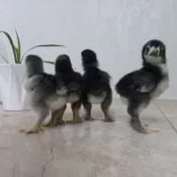 جوجه برهما بلک