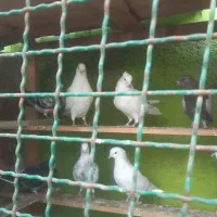 جوجه کفتر گرو|پرنده|ماهدشت, |دیوار