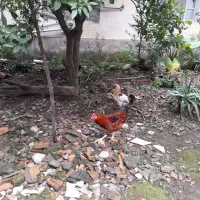 مرغ و خروس  و اردک محلی  فروشی