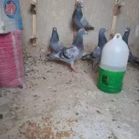سه جفت عتیقه سبز و کوهی|پرنده|شیراز, حجت آباد|دیوار