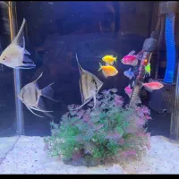 آکواریوم|ماهی|پردیس, فاز ۲|دیوار