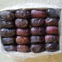 خرما دو ردیف کتابی