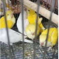 طوطی راهب زرد سفید آبی و پسته ای|پرنده|اهواز, شهرک شهید عباس پور|دیوار