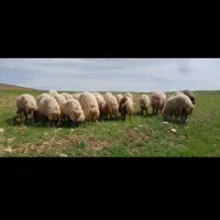انواع گوسفند برایه  قربانی