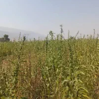 زمین کشاورزی جاده کارخانه سیمان استهبان نشهر