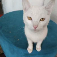 گربه سفیدقشنگ|گربه|نیشابور, کریم آباد|دیوار