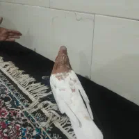 نرو ماده کله زرد|پرنده|کرج, حسین آباد (اکبر آباد)|دیوار