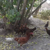 جوجه لاری خون خالص