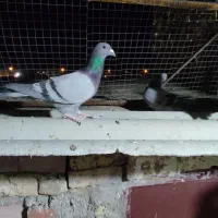 کبوتر