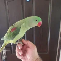 شاه طوطی