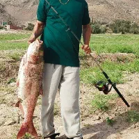 یه چوب چرخ حرفی