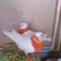 طوق زرد جوجه