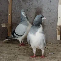 کبوتر بدرنگ و شصتی|پرنده|بشاریات, |دیوار