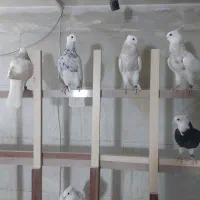 کبوتر،کفتر،طوقی|پرنده|شاهینشهر, گرگاب|دیوار