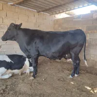 فروش گاو آبستن ماه اخر|حیوانات مزرعه|طسوج, |دیوار