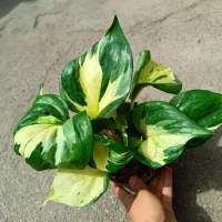 فروش انواع گلای آپارتمانی خاص
