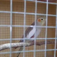 طوطی عروس هلندی|پرنده|بابل, |دیوار