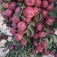 نهالستان عمده و خرده سهند|خدمات باغبانی و درختکاری|تبریز, |دیوار