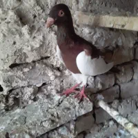 کفتریهودی نرسرخ وسار|پرنده|صادق آباد, |دیوار