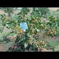 رقم تجاری نهال پسته و گردو و بادام|خدمات باغبانی و درختکاری|خرم‌آباد, |دیوار