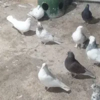 کبوتر فروشی|پرنده|محمدشهر, شهرک پیام (مهرالبرز)|دیوار