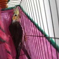 عروس هلندی طوسی نر