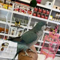 طوطی راهب سخنگو|پرنده|آمل, |دیوار