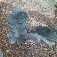 گل طبیعی زامفولیا تنه قوی|گل و گیاه طبیعی|فردوس (خراسان), |دیوار