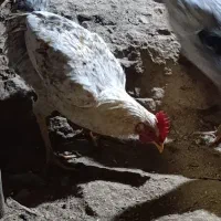 خروس محلی اصل بدون حتی دارو یا واکسن|حیوانات مزرعه|دوگنبدان, |دیوار