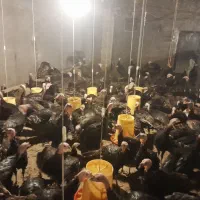 فروش  ۱۵۰ بوقلمون نر ۵ ماهه برنز|حیوانات مزرعه|اهر, |دیوار