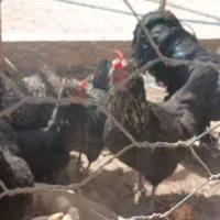 ۸ عدد مرغ مرندی تخم کن جوون یه خروس مرندی