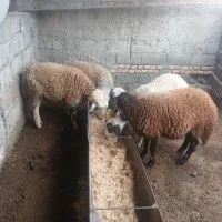 چهار راس بره ۲تا ماده ۲تا نر|حیوانات مزرعه|آق قلا, |دیوار