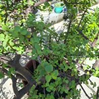 گل و گیاه|گل و گیاه طبیعی|نوشهر, |دیوار