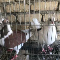 کبوتر|پرنده|اصفهان, شیخ اشراق|دیوار