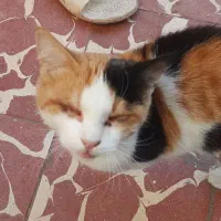 گربه نابینا