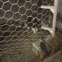 فروش کفتر بهبهانی