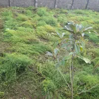 زمین ۴۰۰ متری نزدیک بحر خیابان اصلی تنکابن|فروش زمین و ملک کلنگی|شیرود, |دیوار