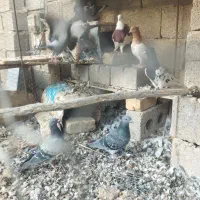 فروش هفت تا کفتر پلاکی بدرد بخور فیروز آباد|پرنده|شیراز, اکبر آباد|دیوار